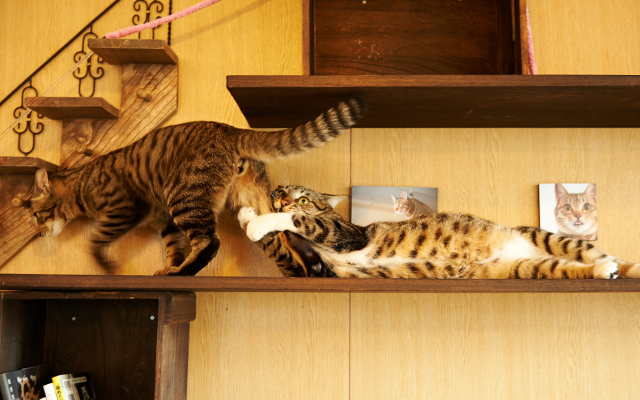 2048x1152 pix. Wallpaper cats, cat, animals, house