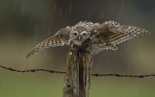 2048x1567 pix. Wallpaper fence, owl, rain, drops, bird, animals