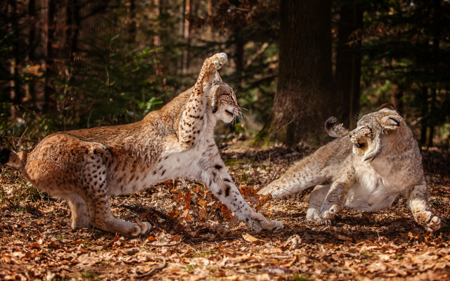 2048x1365 pix. Wallpaper lynx, forest, leaves, fight, autumn, animals, wild cats