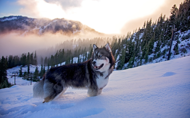 2048x1367 pix. Wallpaper husky, dog, forest, nature, fog, winter, mountains, snow, animals
