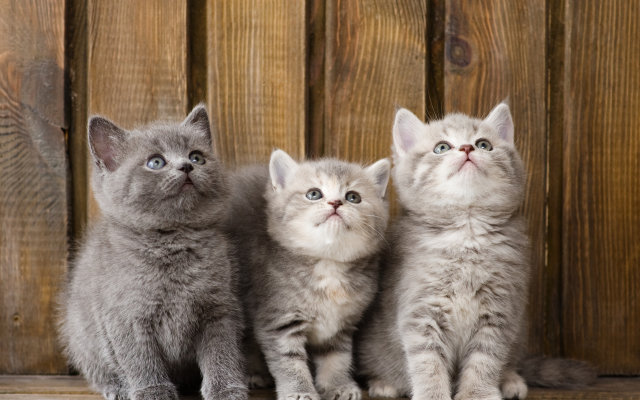 4000x3001 pix. Wallpaper kittens, trinity, cats, animals