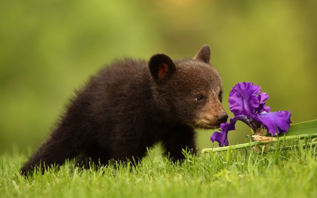 2048x1324 pix. Wallpaper animals, bear cub, grass, flower, iris, bear
