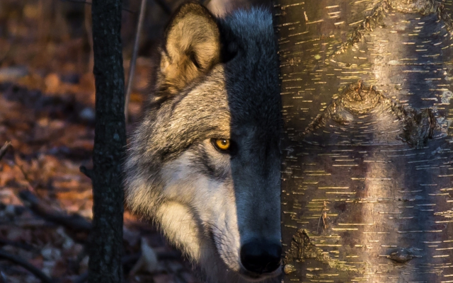 1920x1229 pix. Wallpaper wolf, animals, predator, tree, trunk, look