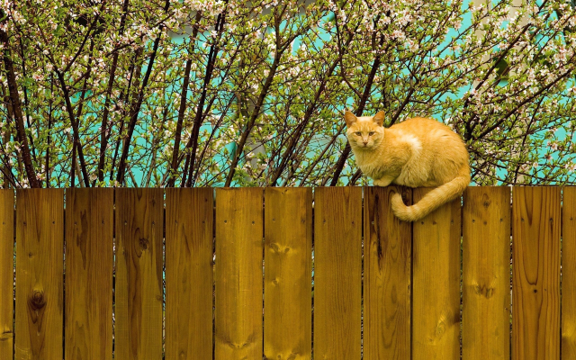 2560x1600 pix. Wallpaper cat, red, fence, flowers, bloom, spring, animals