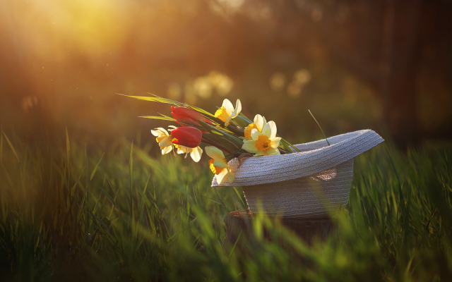 2400x1521 pix. Wallpaper nature, spring, grass, hat, flowers, daffodils, tulips