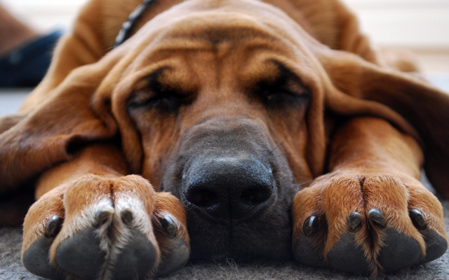 1920x1200 pix. Wallpaper bloodhound, dog, photo, dream, sleeping, animals