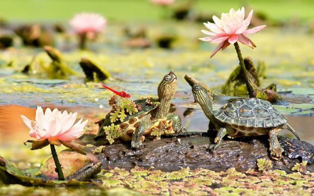 2048x1365 pix. Wallpaper pond, water, flowers, water lilies, duckweed, turtle, dragonfly, stone, nature, animals