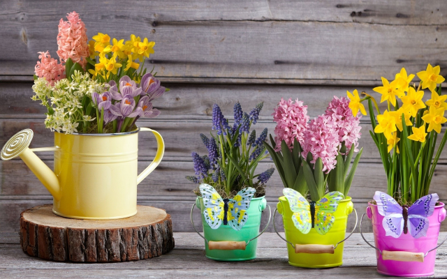 1920x1228 pix. Wallpaper watering can, daffodil, hyacinth, muscari, crocuses, spring, bucket, flowers, nature