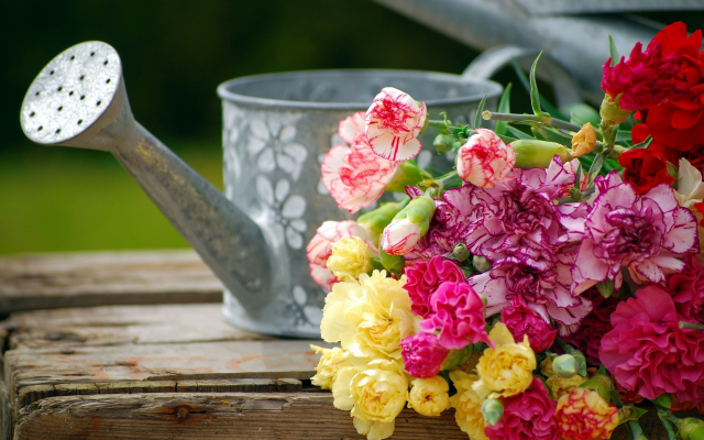 2560x1683 pix. Wallpaper flowers, carnation, watering can, nature