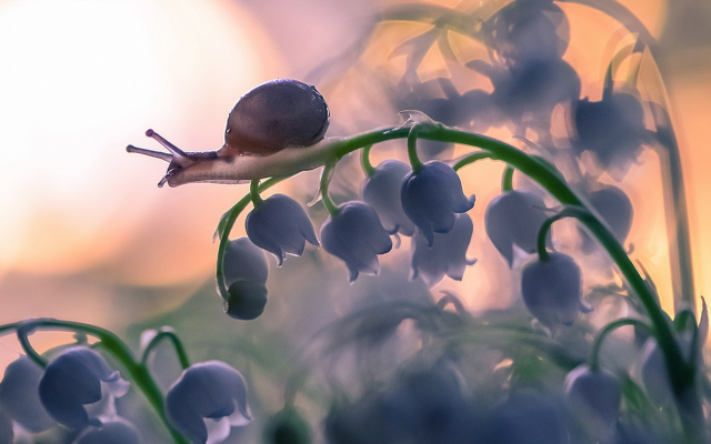 1980x1429 pix. Wallpaper flowers, lily of the valley, snail, macro, nature