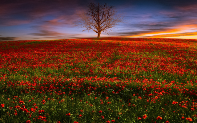 2048x1152 pix. Wallpaper nature, field, poppies, tree, evening, sunset, poppy