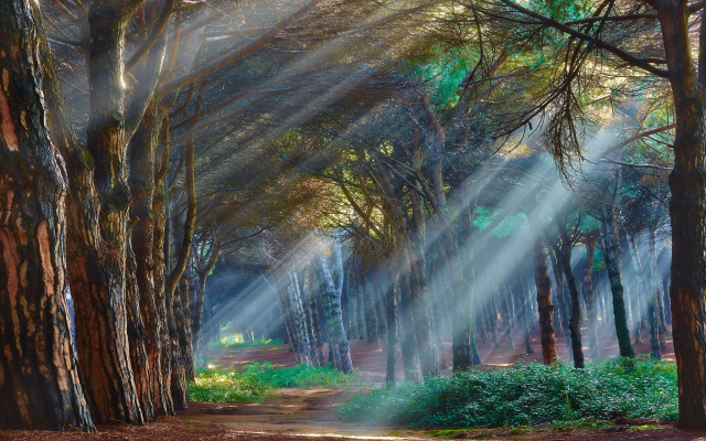 3840x2160 pix. Wallpaper nature, forest, tree, sun rays, light, path