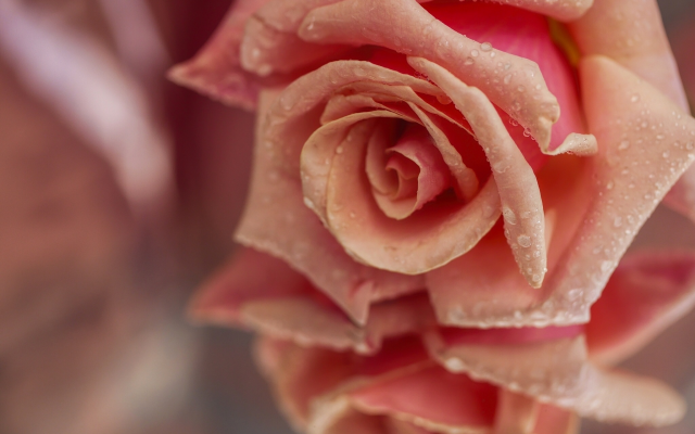 2048x1536 pix. Wallpaper flowers, rose, bud, petals, wet, water drops, nature