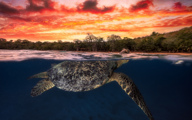 2500x1667 pix. Wallpaper green turtlr, turtle, water, ocean, sunset, underwater, nature, animals, sea turtle