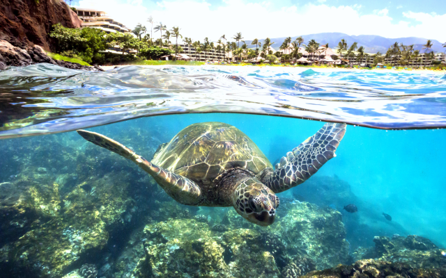 6000x3910 pix. Wallpaper turtle, animals, underwater, ocean, shore, palm, coral reef