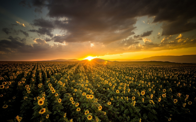 1920x1280 pix. Wallpaper field, sunflowers, horizon, sky, clouds, sun, nature, sunset