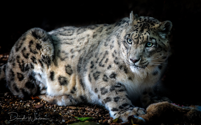 5061x3602 pix. Wallpaper snow leopard, animals, wild cat