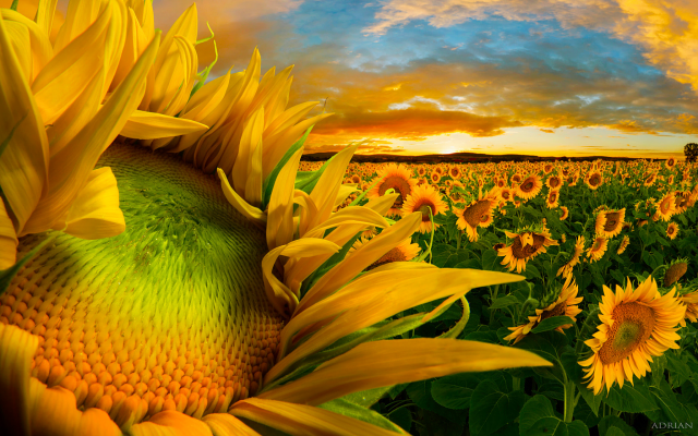 2048x1120 pix. Wallpaper nature, field, sunflower, sky, clouds