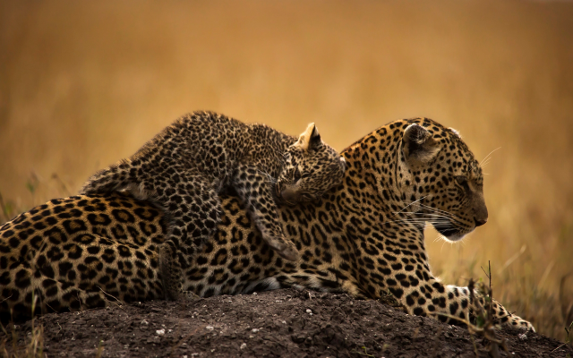 2048x1249 pix. Wallpaper animals, predators, leopard, cub, tenderness