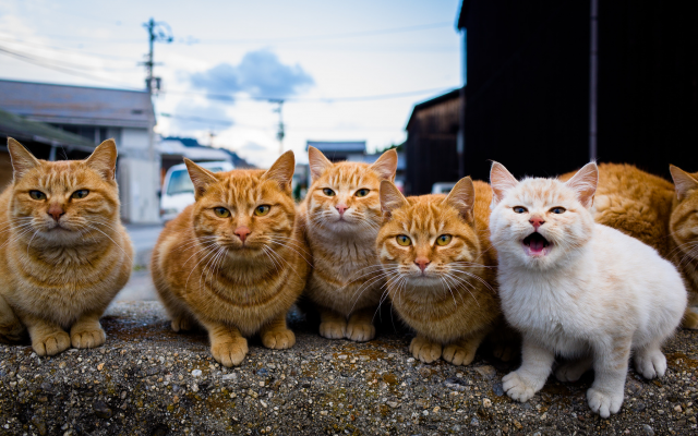 2048x1357 pix. Wallpaper cats, red cat, animals