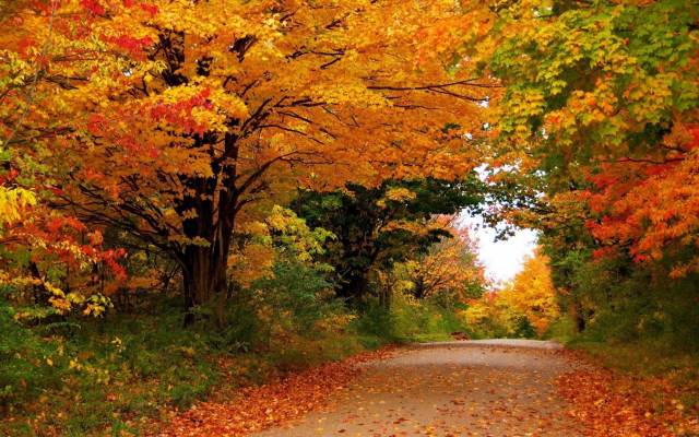 2048x1152 pix. Wallpaper autumn, road, yellow tree, tree, forest, nature, leaf