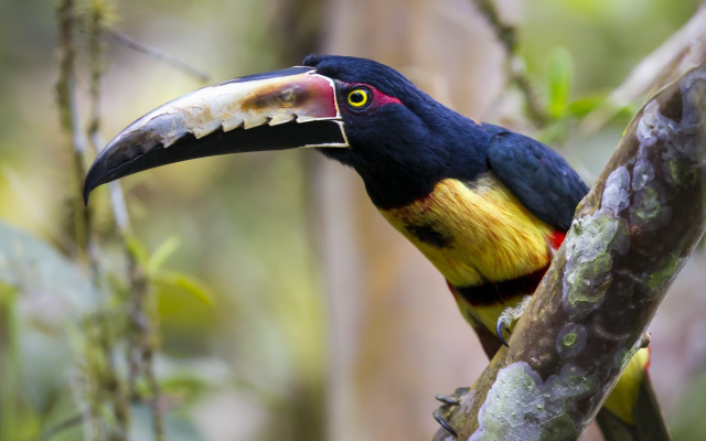 2560x1600 pix. Wallpaper bird, beak, toucan, animals