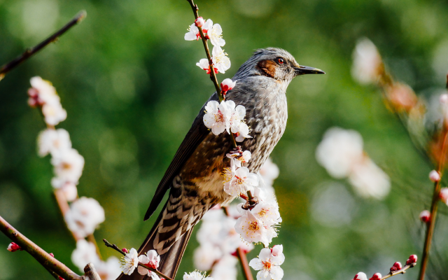 2048x1536 pix. Wallpaper bird, spring, branch, cherry, blossom, nature