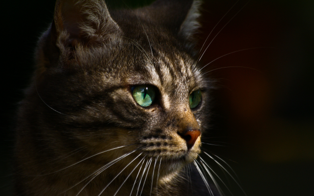 1920x1200 pix. Wallpaper green eyes, cat, animals