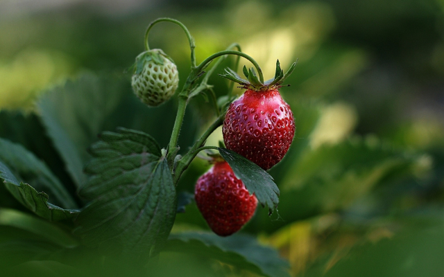 2000x1301 pix. Wallpaper strawberry, berry, spring, macro photo
