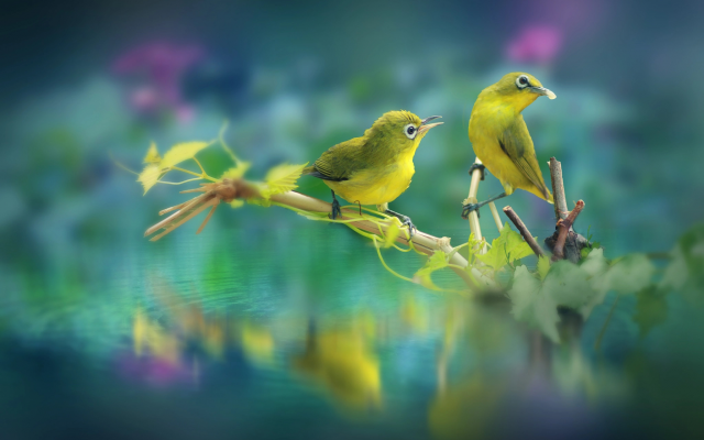 2048x1385 pix. Wallpaper birds, couple, branch, leaves, water, silvereye, animals