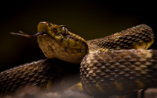 2560x1416 pix. Wallpaper reptile, snake, animals