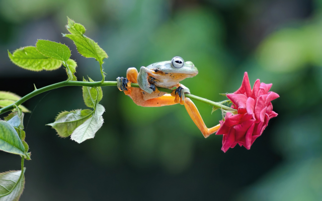 2048x1384 pix. Wallpaper flower, rose, stem, frog, animals