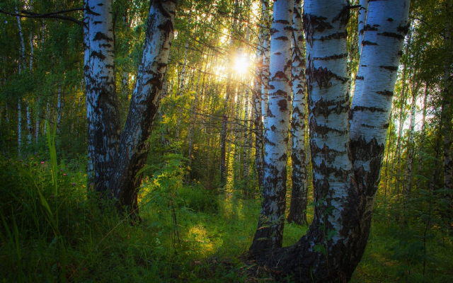 1920x1281 pix. Wallpaper forest, birch, thicket, sun rays, sunset, nature, forest, tree