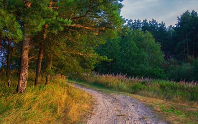 1920x1280 pix. Wallpaper forest, pine, road, nature, russia, tree, forest