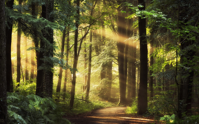 1920x1200 pix. Wallpaper nature, forest, trees, path, sun rays