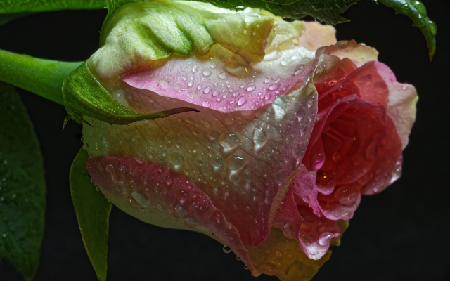 3000x2002 pix. Wallpaper rose, bud, macro, flowers, drops, water drops, nature, black background