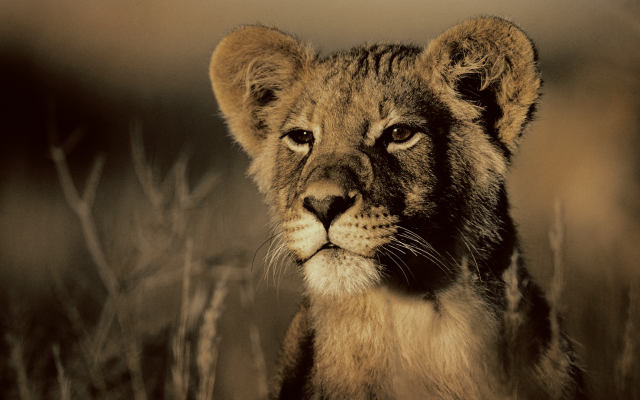 1920x1080 pix. Wallpaper lion, lioness, field, animals