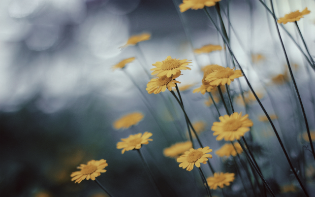 1920x1200 pix. Wallpaper flowers, yellow flowers, macro, nature
