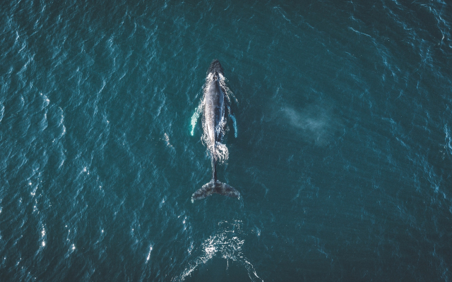 2048x1152 pix. Wallpaper ocean, whale, Iceland