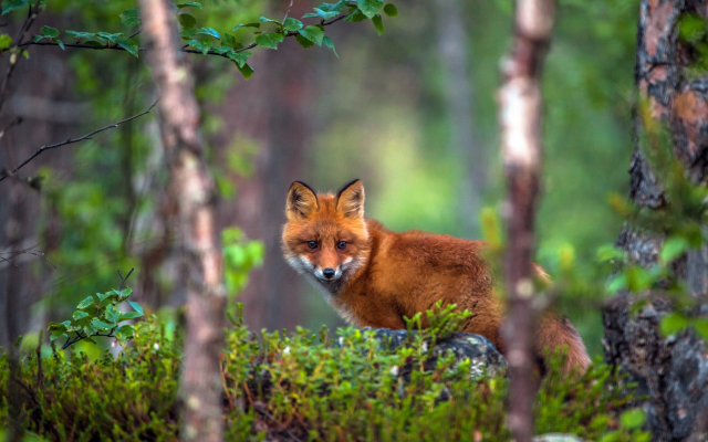 2880x1785 pix. Wallpaper animals, fox, nature, forest, tree, summer, moss