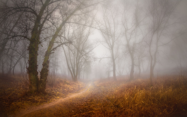1920x1279 pix. Wallpaper forest, tree, fog, path, autumn