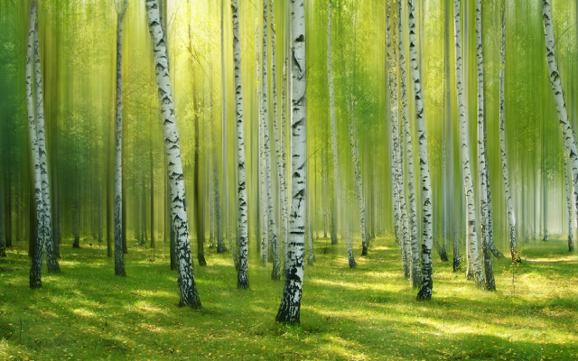 1920x1280 pix. Wallpaper forest, birch, greens, light, nature, trees