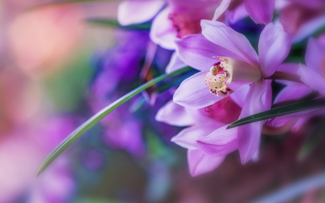 2048x1113 pix. Wallpaper orchids, petals, flowers, nature, macro