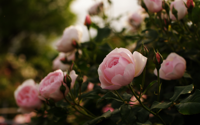 4672x3104 pix. Wallpaper bushes, flowers, buds, roses, nature