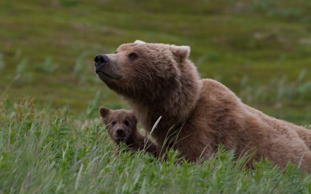 2048x1365 pix. Wallpaper animals, bear, bear cub, cub, grass