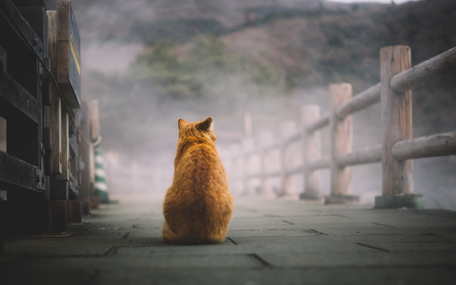 2048x1152 pix. Wallpaper red cat, cat, road, fog, animals