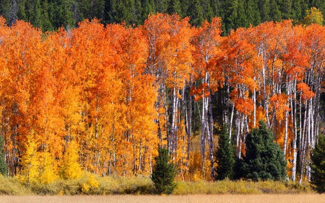 3500x1600 pix. Wallpaper fall, trees, nature, forest, autumn