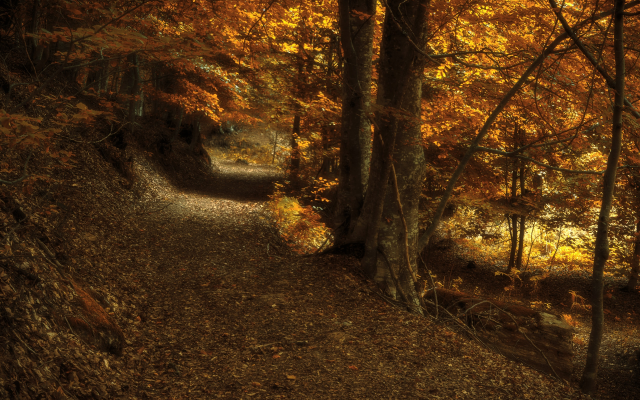 2560x1707 pix. Wallpaper dark, fall, yellow, nature, autumn