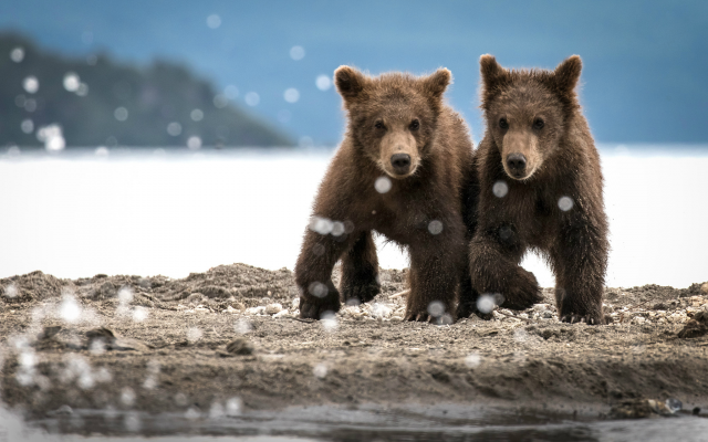 2048x1365 pix. Wallpaper bear, bear cubs, animals, river bank, brown bear