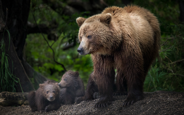 2048x1366 pix. Wallpaper brown bear, animals, bear, bear cub